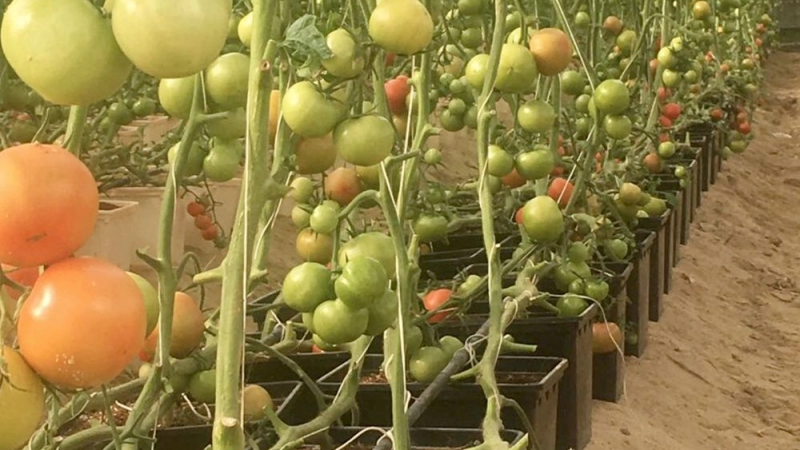 QUALITATIVE LEAP IN AGRICULTURAL, LIVESTOCK PRODUCTION