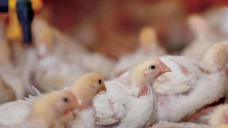 New Projects Aim to Achieve Food Security in Saudi Arabia