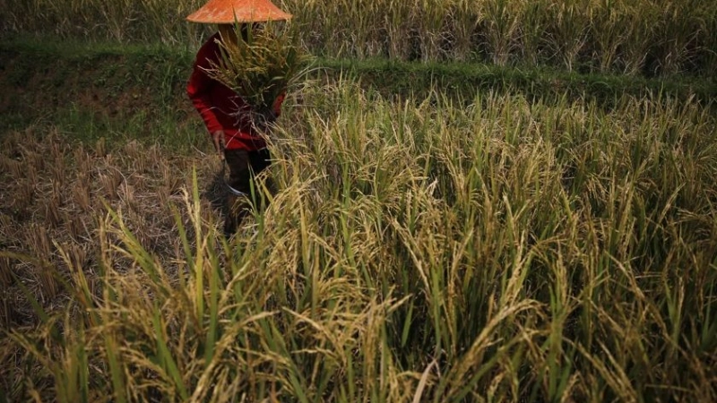 How OIC's Asia can help fight starvation