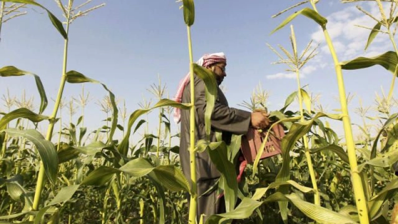 SAUDI ARABIA IMPROVING FOOD SECURITY AND ACHIEVING SELF-SUFFICIENCY, SAYS MINISTER
