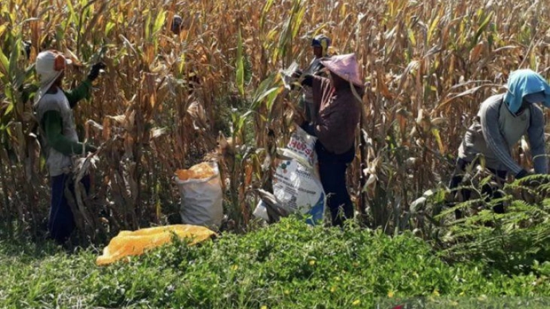 Ministry develops climate-smart program to ensure food security