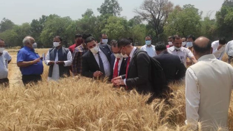 EGYPT’S STRATEGIC STOCK OF WHEAT SUFFICIENT FOR 6.6 MONTHS: MINISTER