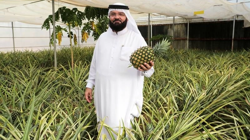 Meet the Dubai pineapple pioneer using modern methods to help tropical fruit thrive