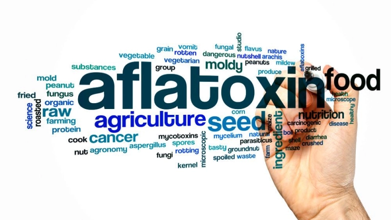 Uganda sets sights on reducing aflatoxin burden