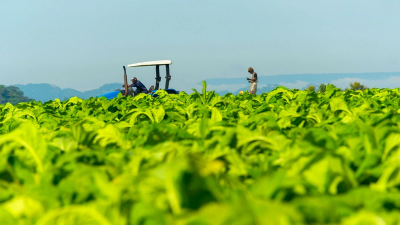 Taking African agriculture to the next level