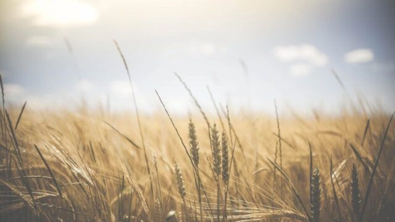 Morocco Joins Islamic Organization for Food Security