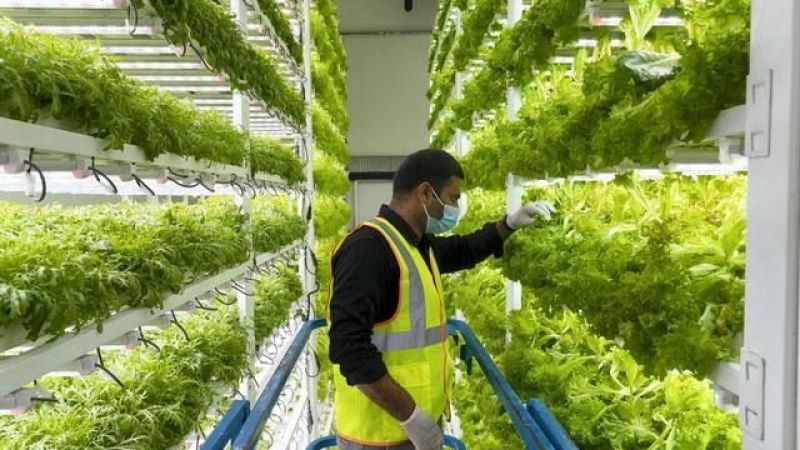 COVID-19 forces UAE to prioritize agriculture and food security