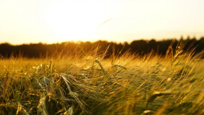 Food security strategy leads to maintain stocks of basic commodities