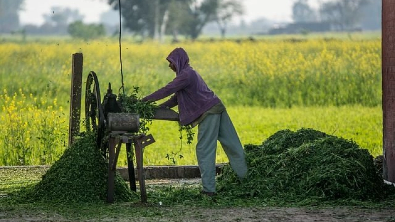 Pakistan struggles to address food insecurity and poverty