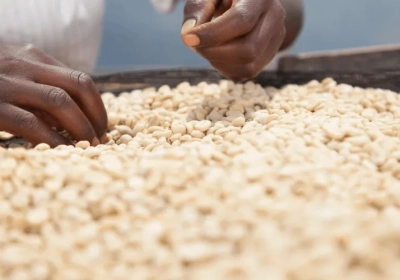 مدونات البنك الدولي: اتجاهات الأمن الغذائي في عام 2024 وما بعده