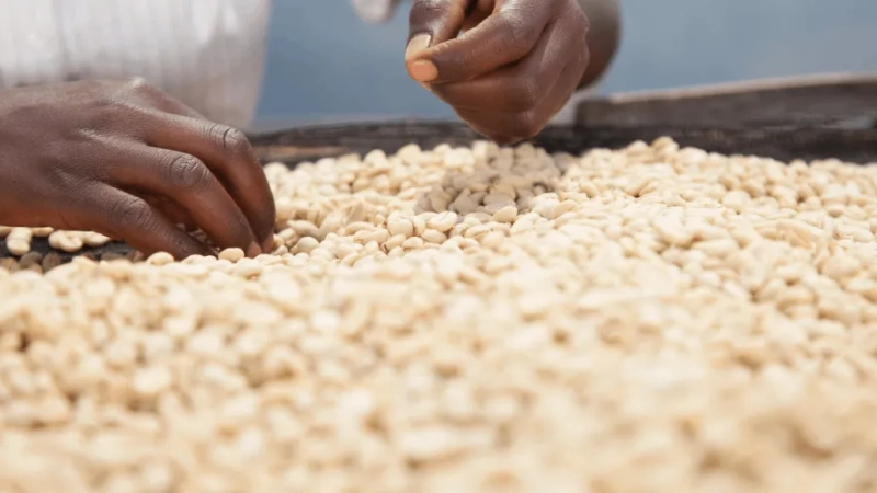 مدونات البنك الدولي: اتجاهات الأمن الغذائي في عام 2024 وما بعده