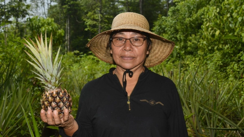 Support for Suriname’s pineapple sector: UN Joint SDG Fund approves 3ADI+ proposal