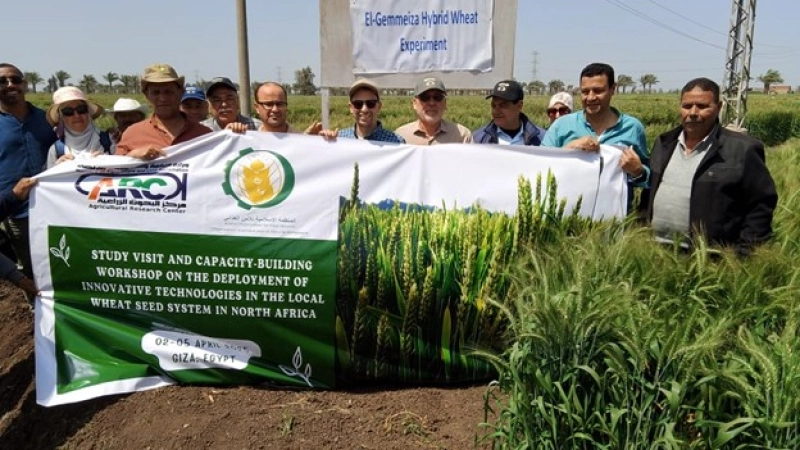 المنظمة الإسلامية للأمن الغذائي تنظم ورشة عمل إقليمية حول التقنيات المبتكرة في إنتاج القمح بشمال إفريقيا