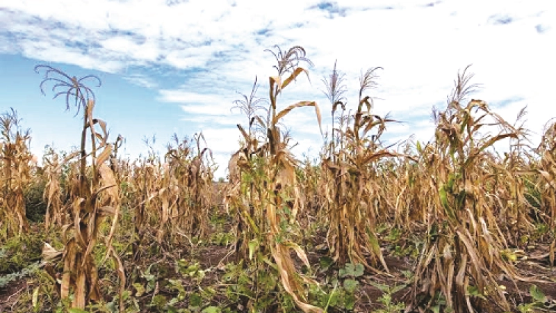 How climate change threatens Nigeria’s food security