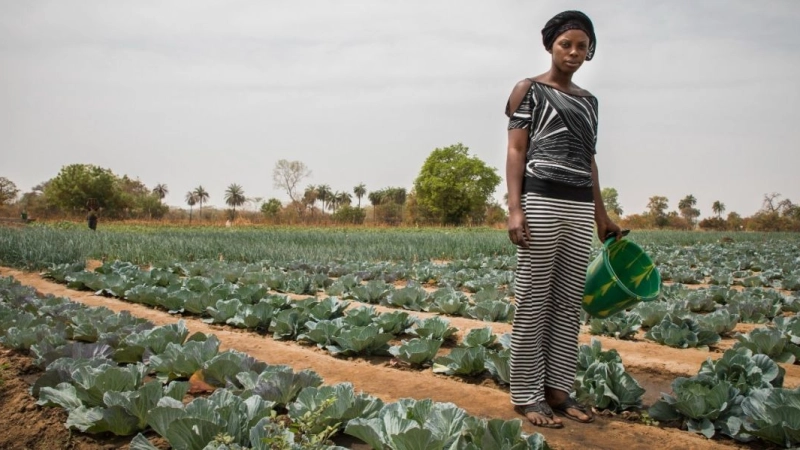 Investing in the foundations of Gambian agriculture