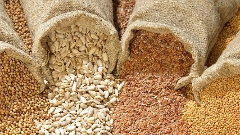 Seeds developed over thousands of years may help farmers adapt to climate change