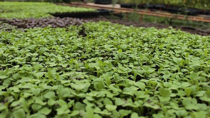 سلامة الغذاء: حق دستوري