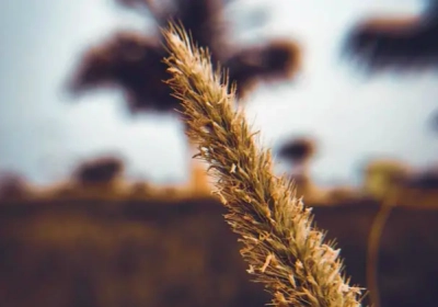 SALIC supplies 30% of the Saudi's wheat needs in 2022