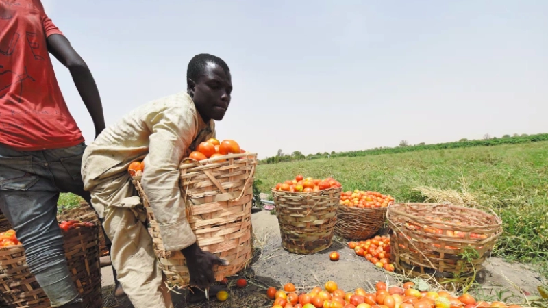 المشاريع الزراعية الناجحة والسياسة الذكية: ثماني حالات للدراسة 