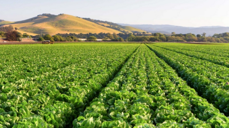 Dry Season Farming: Scarcity Of Naira Notes Compound Issues For Farmers