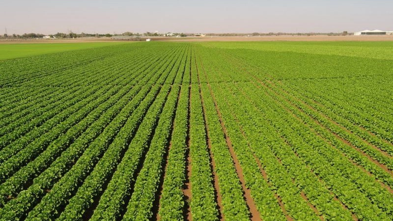 Why Abu Dhabi conglomerate Yas Holdings’ Elite Agro is focused on food for the future