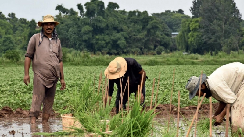 Ensuring the UAE’s Food Security