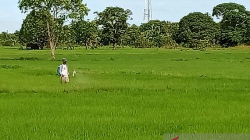 National Food Agency presses for urgency to develop food estate