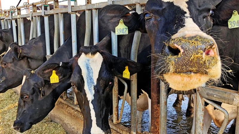 4 500 vaches Holstein arrivent à Abu Dhabi pour améliorer la sécurité alimentaire