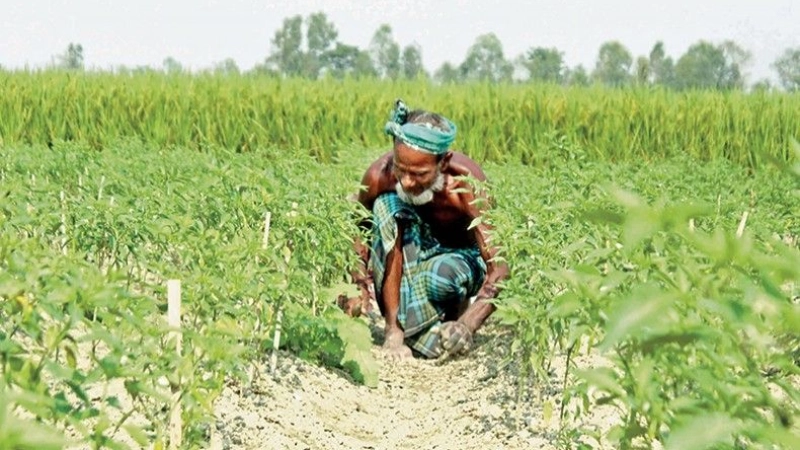 Better value chain needed to ensure fair prices of farm products: experts