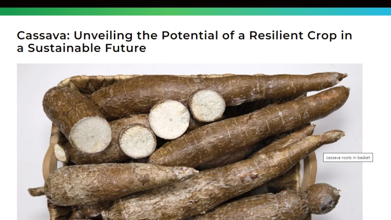 Cassava: Unveiling the Potential of a Resilient Crop in a Sustainable Future