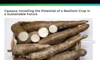 Cassava: Unveiling the Potential of a Resilient Crop in a Sustainable Future