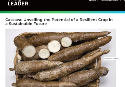 Cassava: Unveiling the Potential of a Resilient Crop in a Sustainable Future