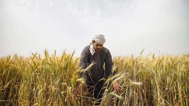 EGYPT’S STRATEGIC WHEAT RESERVES COVER 7.2 MONTHS: CABINET