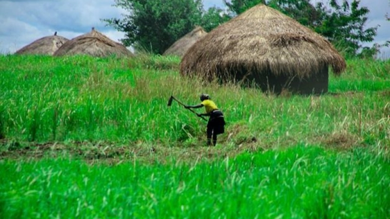 Egypt agrees with Sudan to cultivate its lands with sunflowers, soybeans, corn