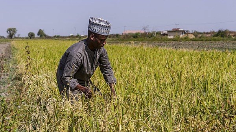 Sauver l'agriculture du Nigéria de l'extinction
