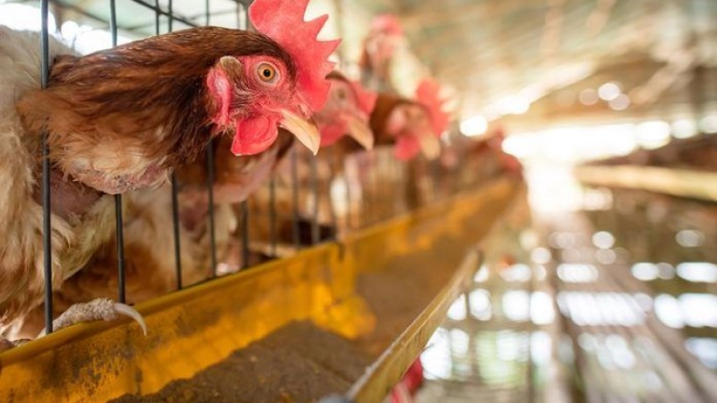 MOCI assures food security throughout the month of June