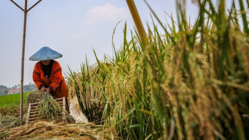 Le gouvernement devrait s'attaquer préventivement aux effets du changement climatique sur le rendement en riz (en anglais)