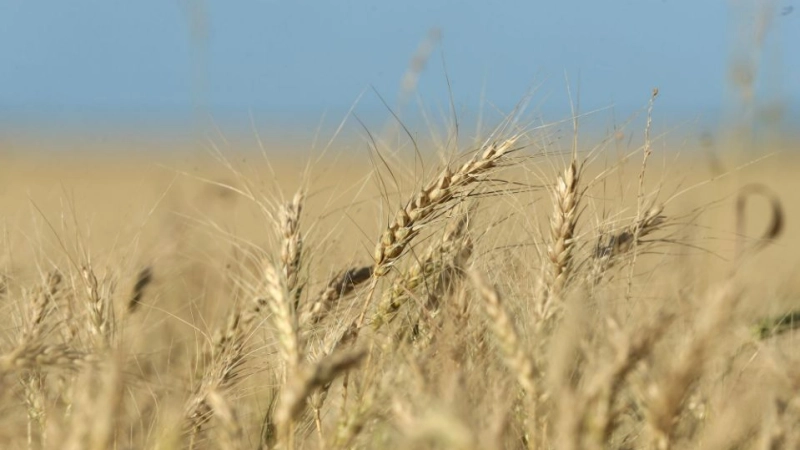 Jordan Builds Record Wheat Hoard as Nations Boost Food Security