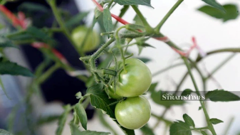 How to boost our food security