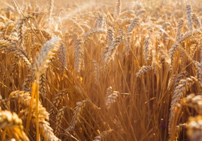 Model Case for Cereals Cultivation and Flour Production