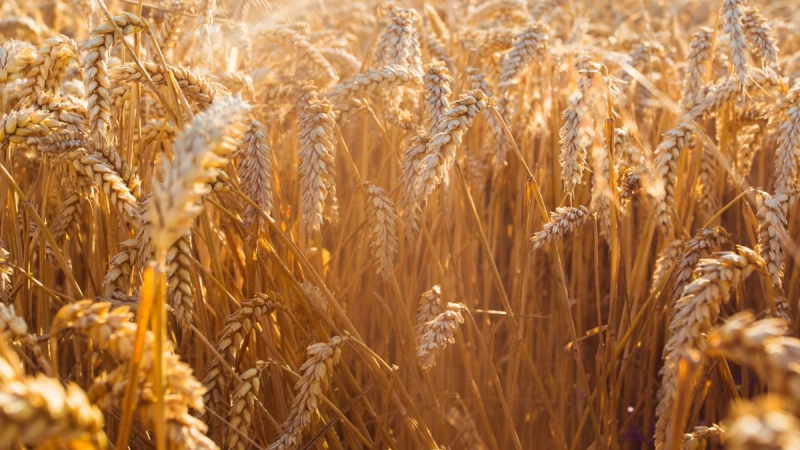 Model Case for Cereals Cultivation and Flour Production