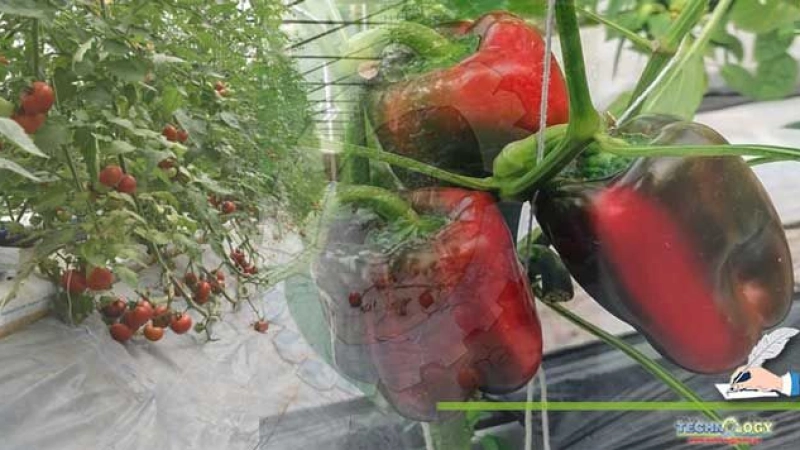 Hydroponics A Future Technology For Sustainable Food Security