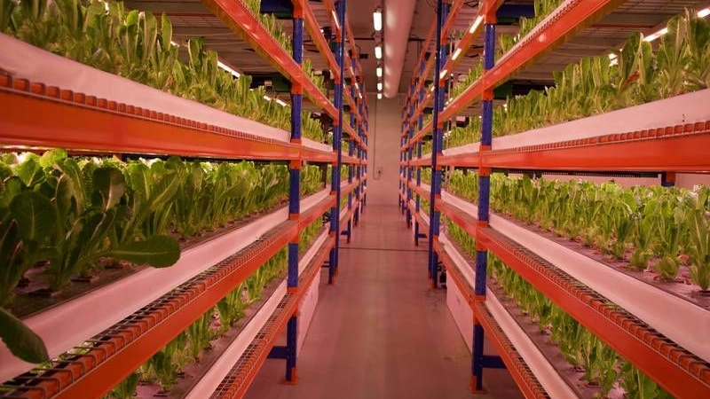EMIRATES FLIGHT CATERING UNIT OPENS WORLD'S BIGGEST VERTICAL FARM IN DUBAI