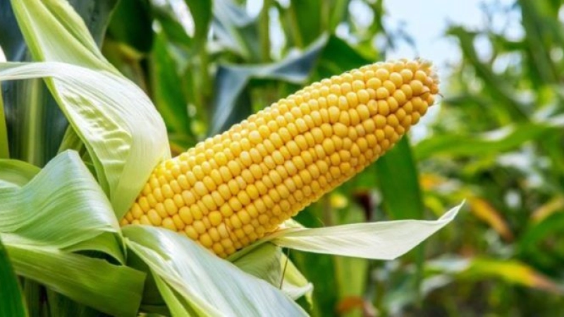 Youth disdain for agriculture, a challenge for attaining food security by 2030 – NGO