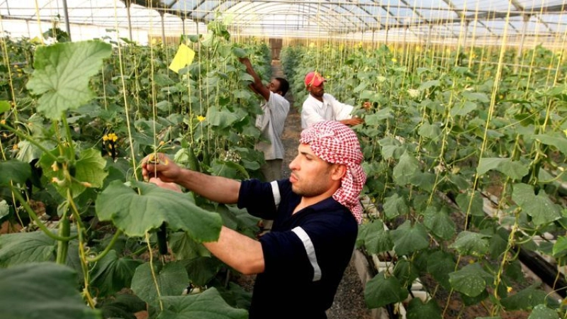 COVID-19: Dubai event calls for collective steps to boost food production