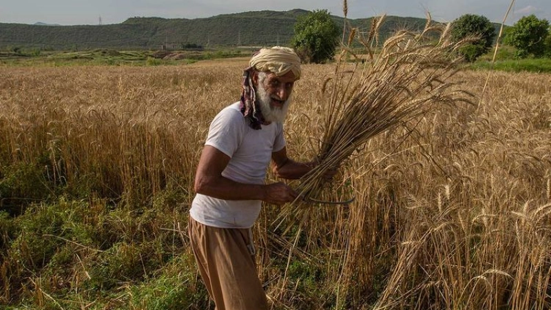 Comment le COVID-19 affectera-t-il les agriculteurs et le système alimentaire du Pakistan? 