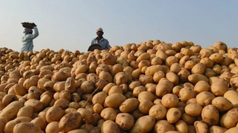 The Federal Government of Nigeria Rules Out Food Shortage Next Year 