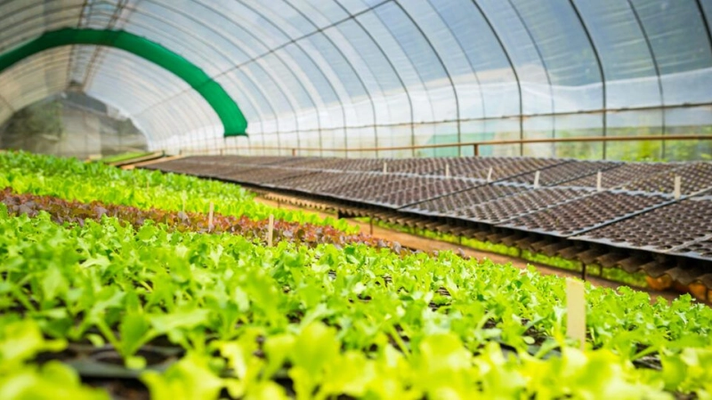 SAUDI ARABIA PUMPING €24.4 BILLION INTO FOOD AND AGRICULTURE IN BID TO BOOST PRODUCTION AND EXPORTS