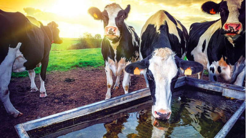 Turquie : centre de production agricole et animale au-delà de la région (en anglais)