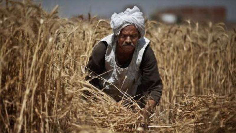 Reconstruire des chaînes de valeur agroalimentaires résilientes adaptées à un monde post-COVID